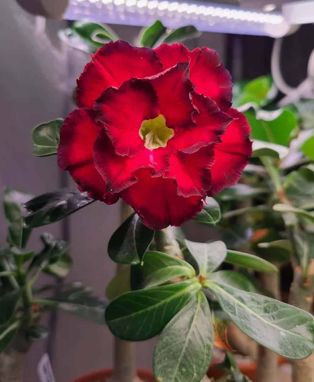 44-Adenium Double Citrine