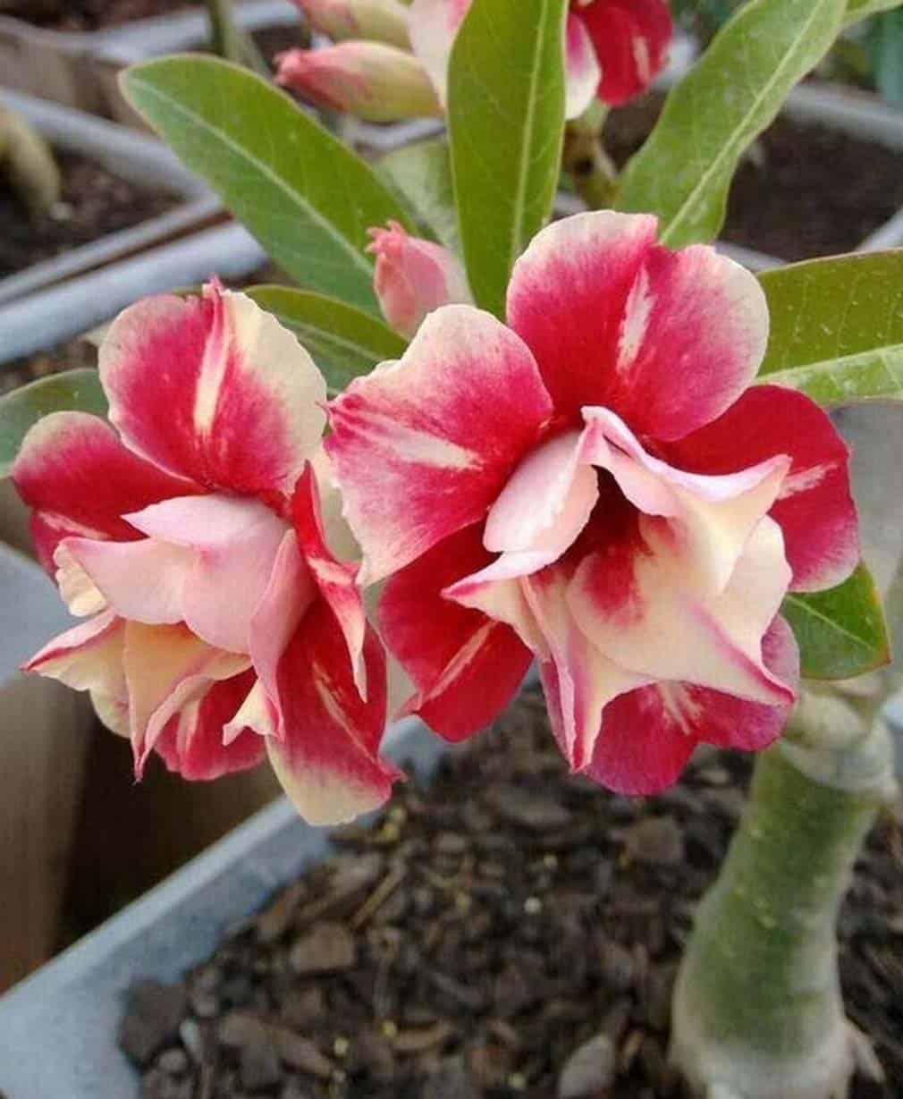 45-Adenium Beauty Cloud