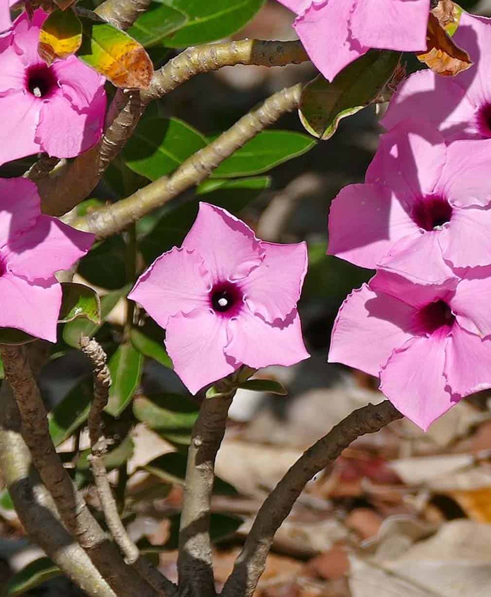 46-Adenium swazicum