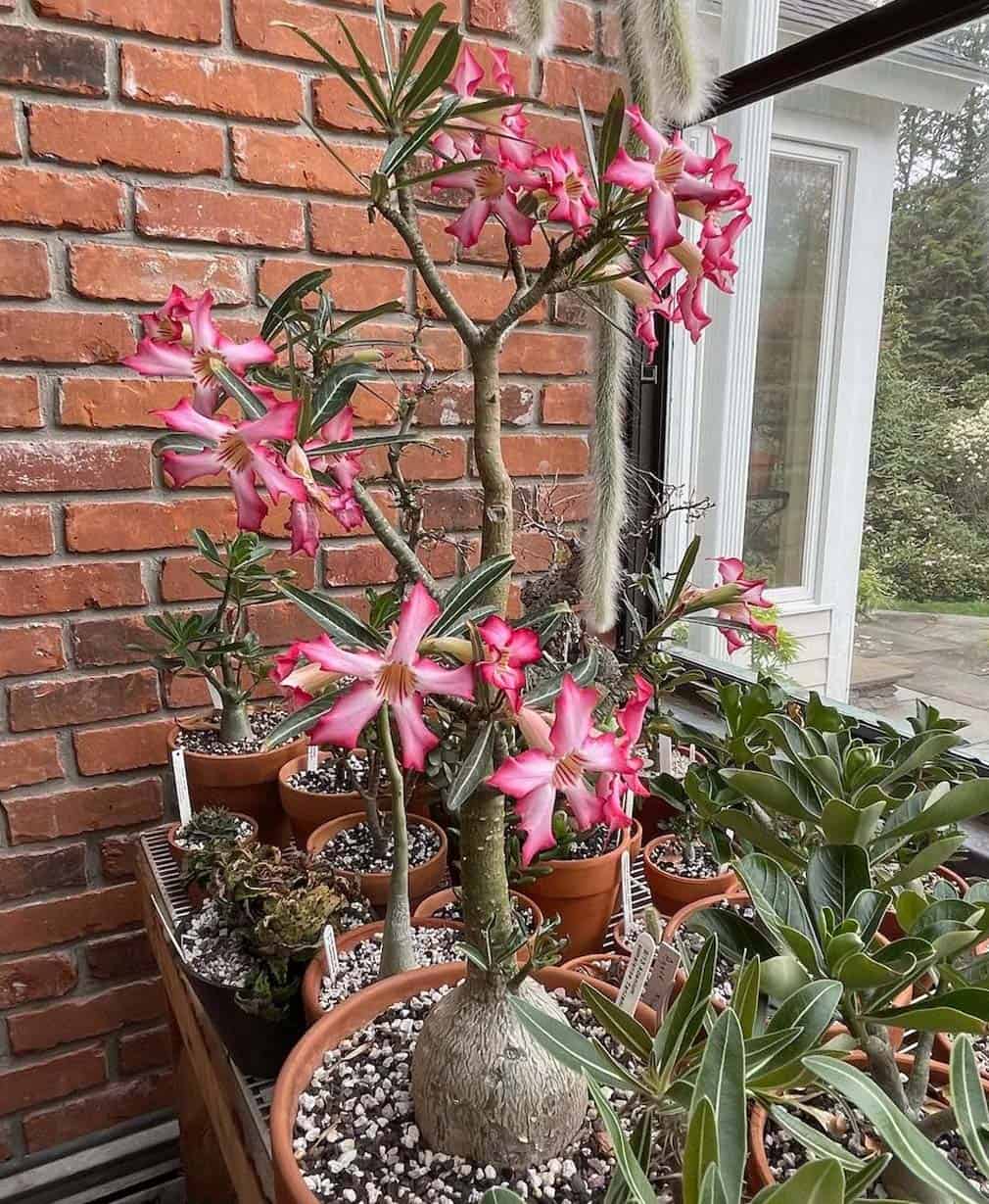 47-Adenium multiflorum