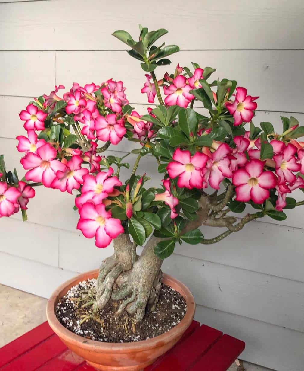 48-Adenium Surprise