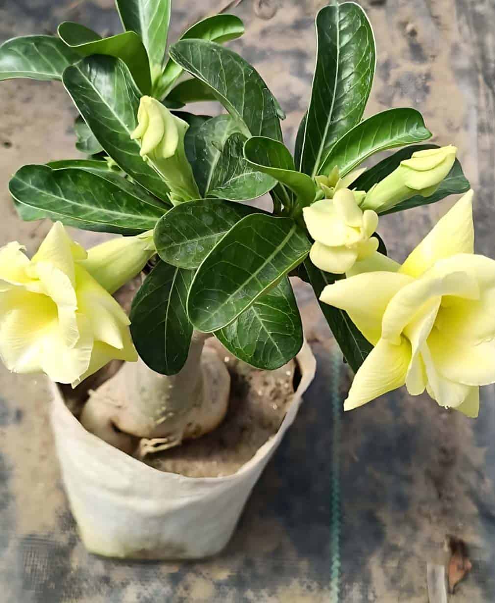 49-Adenium Yellow Double Petal