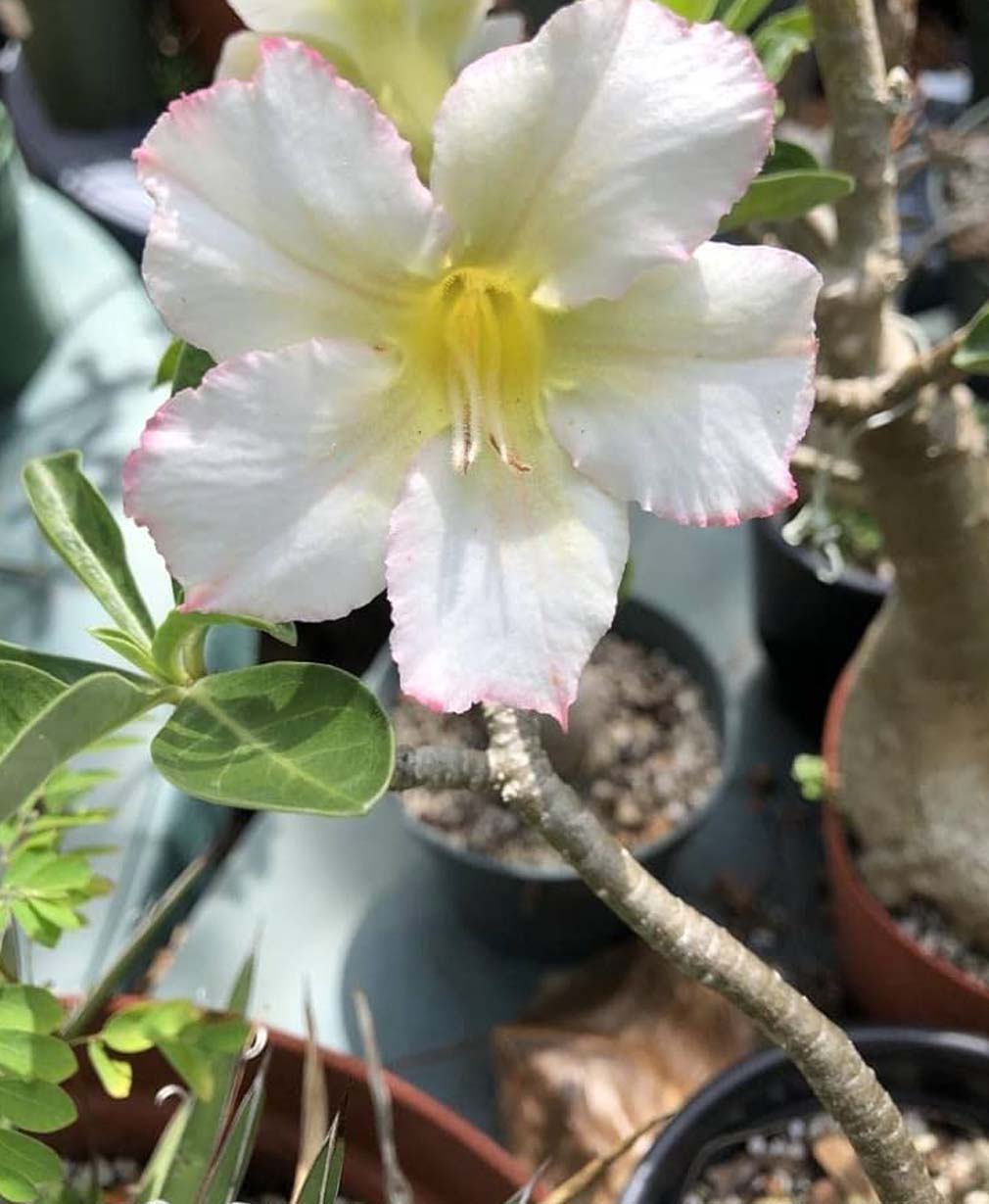 5-Adenium ‘Arctic Snow’