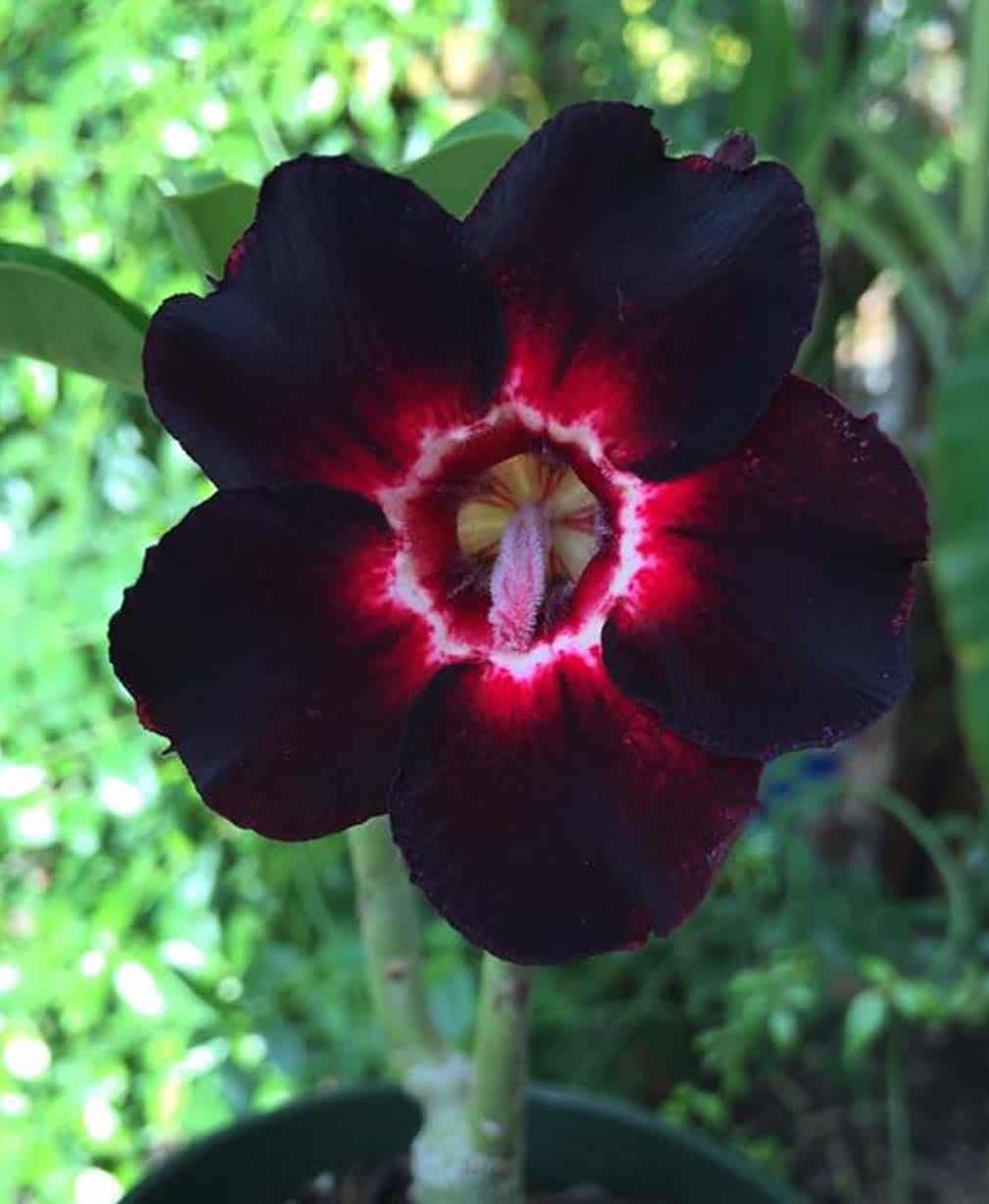 50-Adenium 'Double Bel-Air'