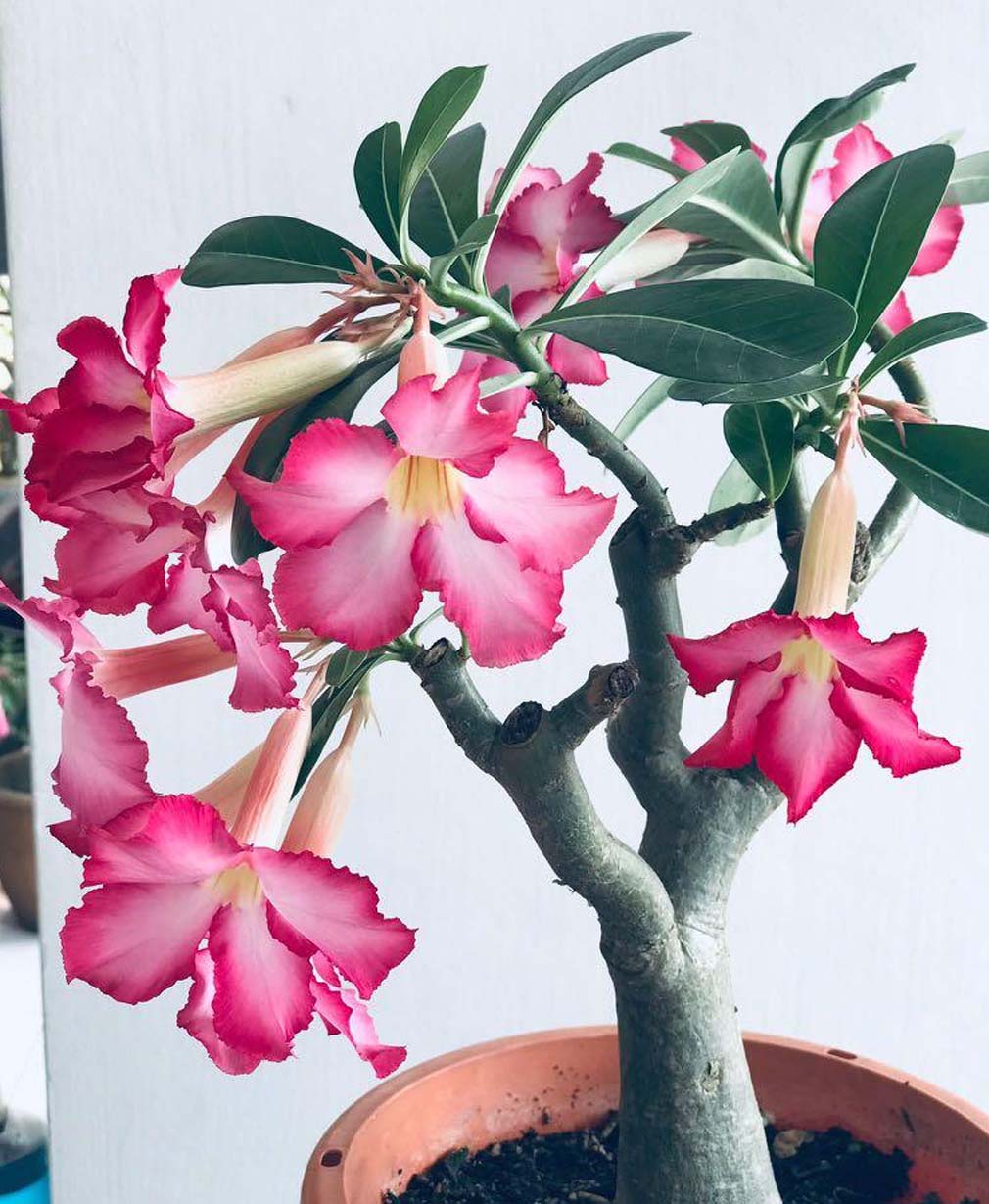 51-Adenium Fu Gui Hua