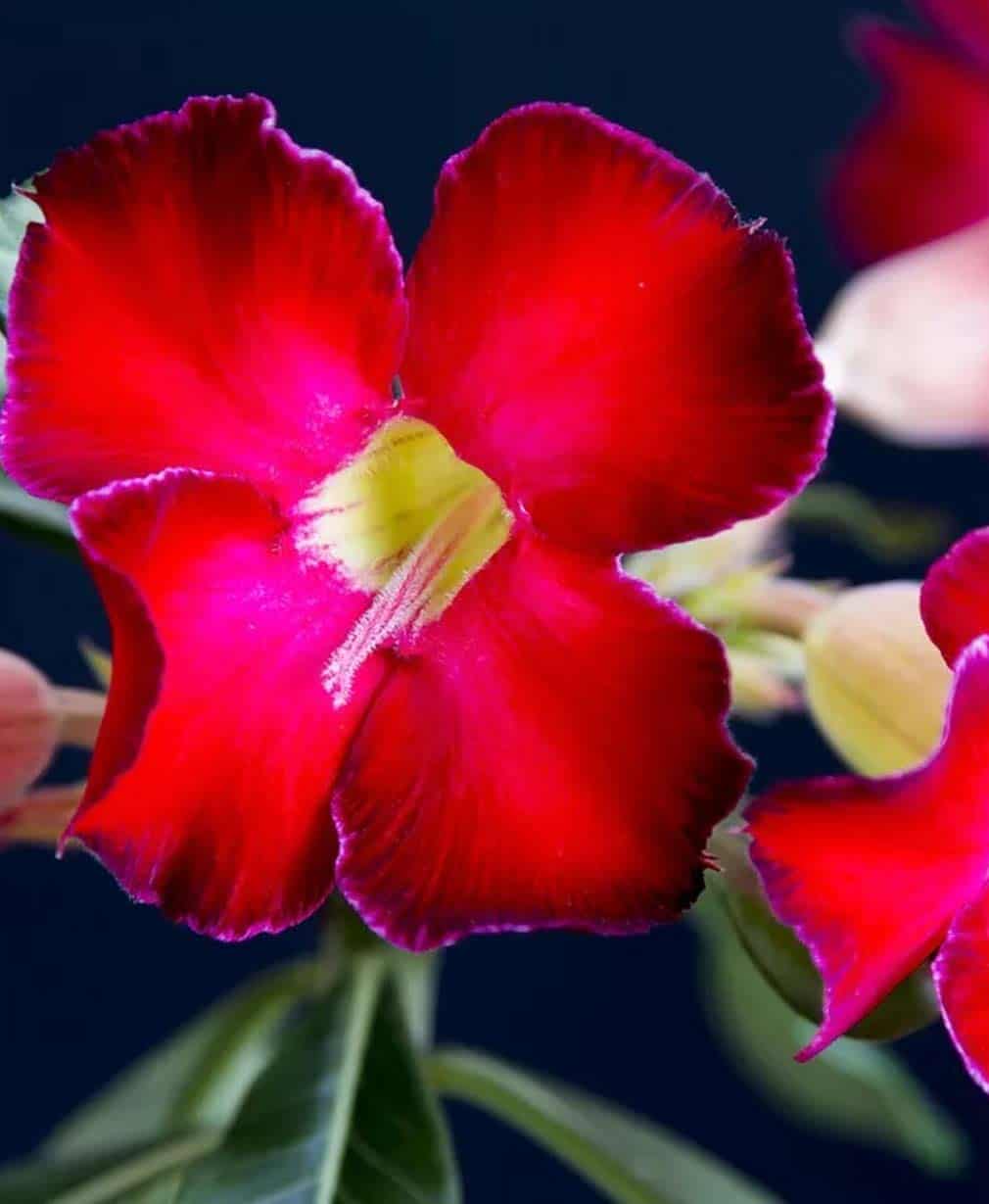 52-Adenium obesum Arrogant