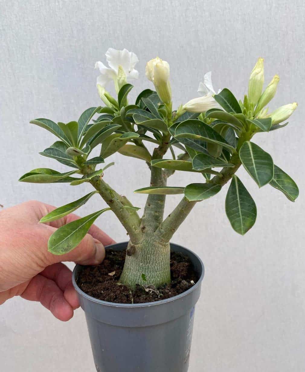 53-Adenium obesum Ensorcellee