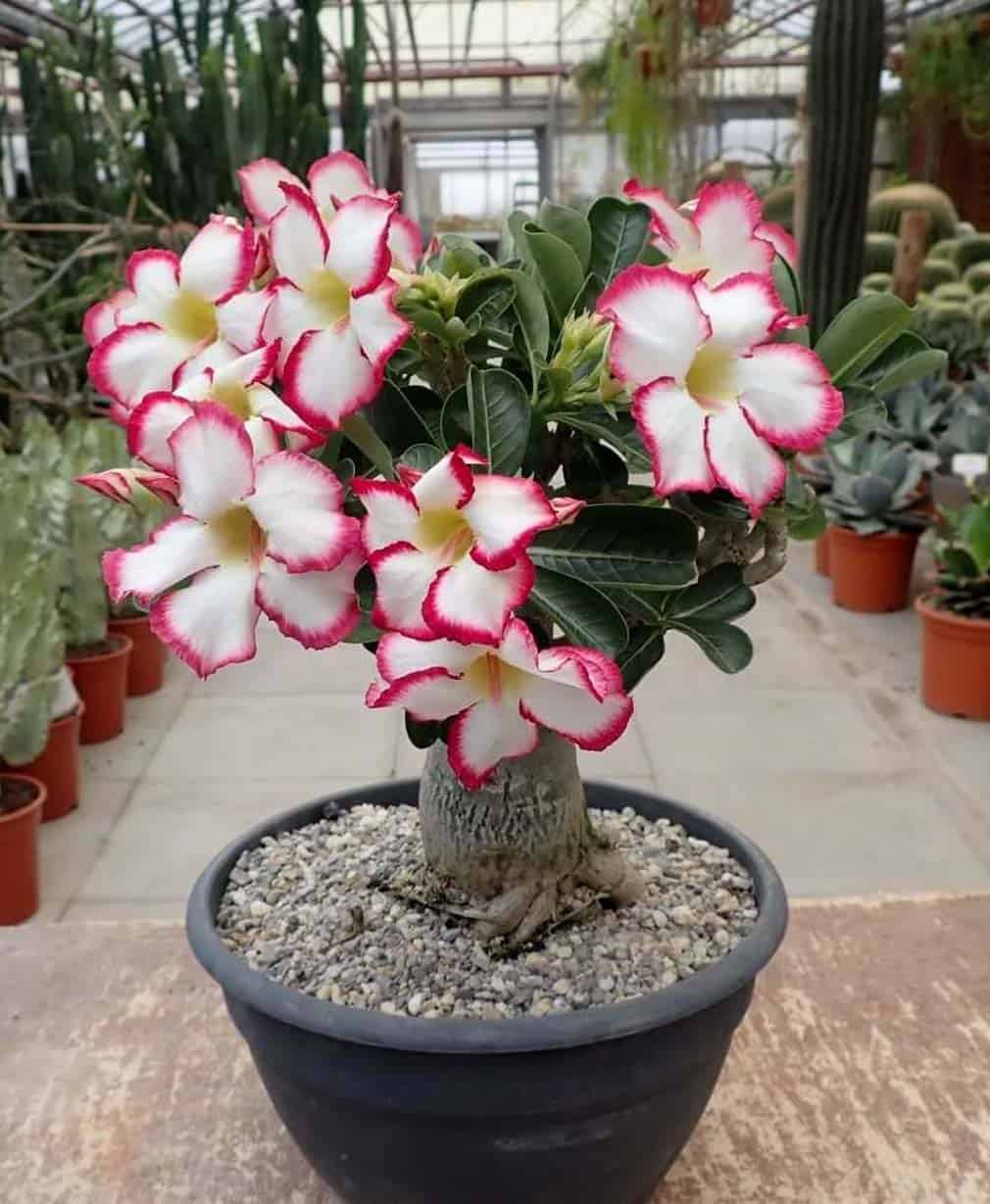 54-Adenium obesum Picotee