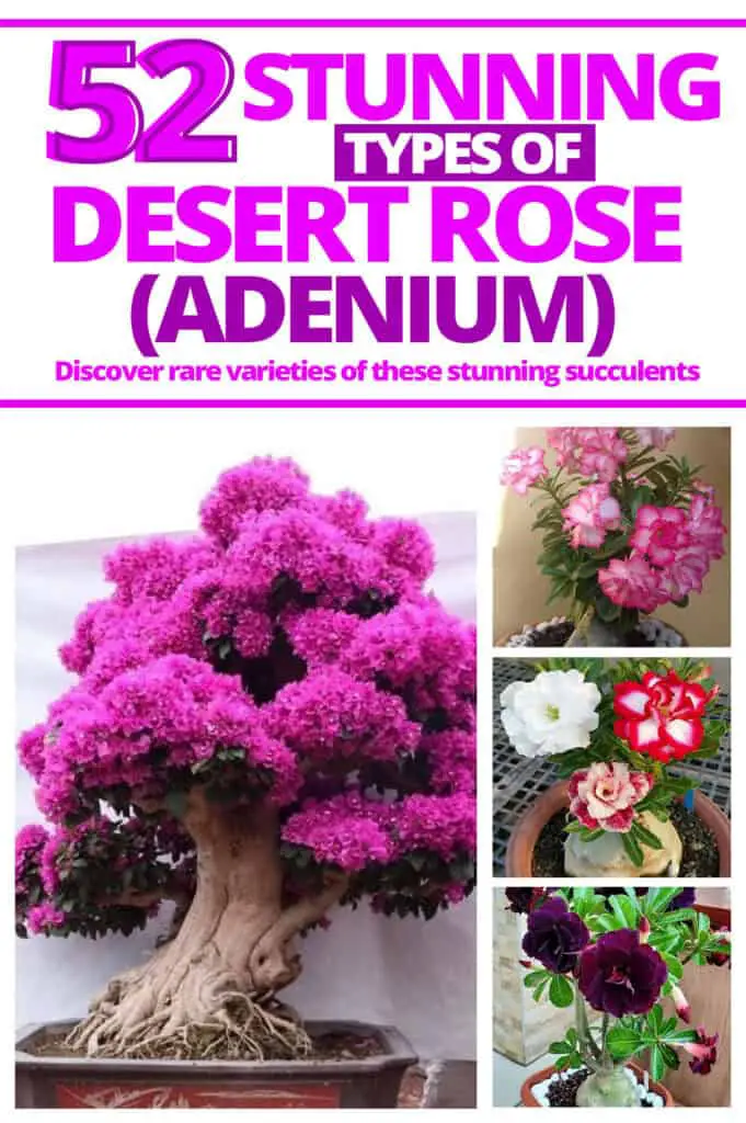 54 Stunning Types of Desert Rose (Adenium) A collection of 54 stunning types of Desert Rose (Adenium) showcasing the vibrant and diverse blooms of the Adenium Plant.