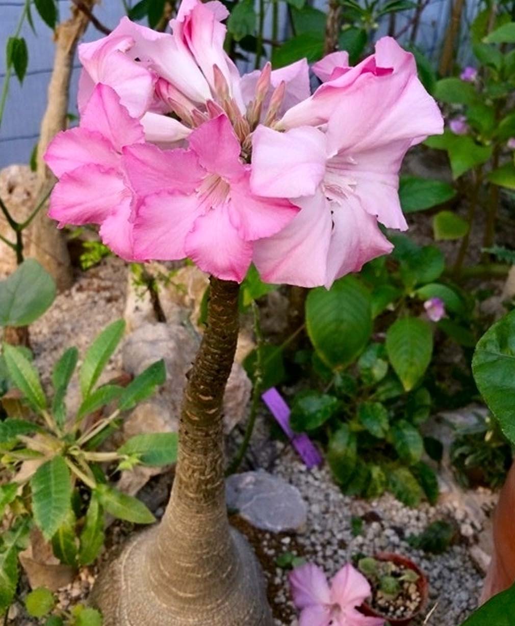 6-Adenium socotranum