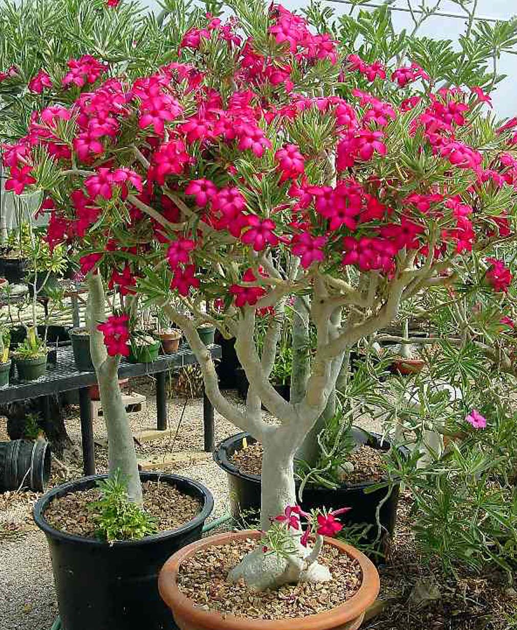 7-Adenium Arizona