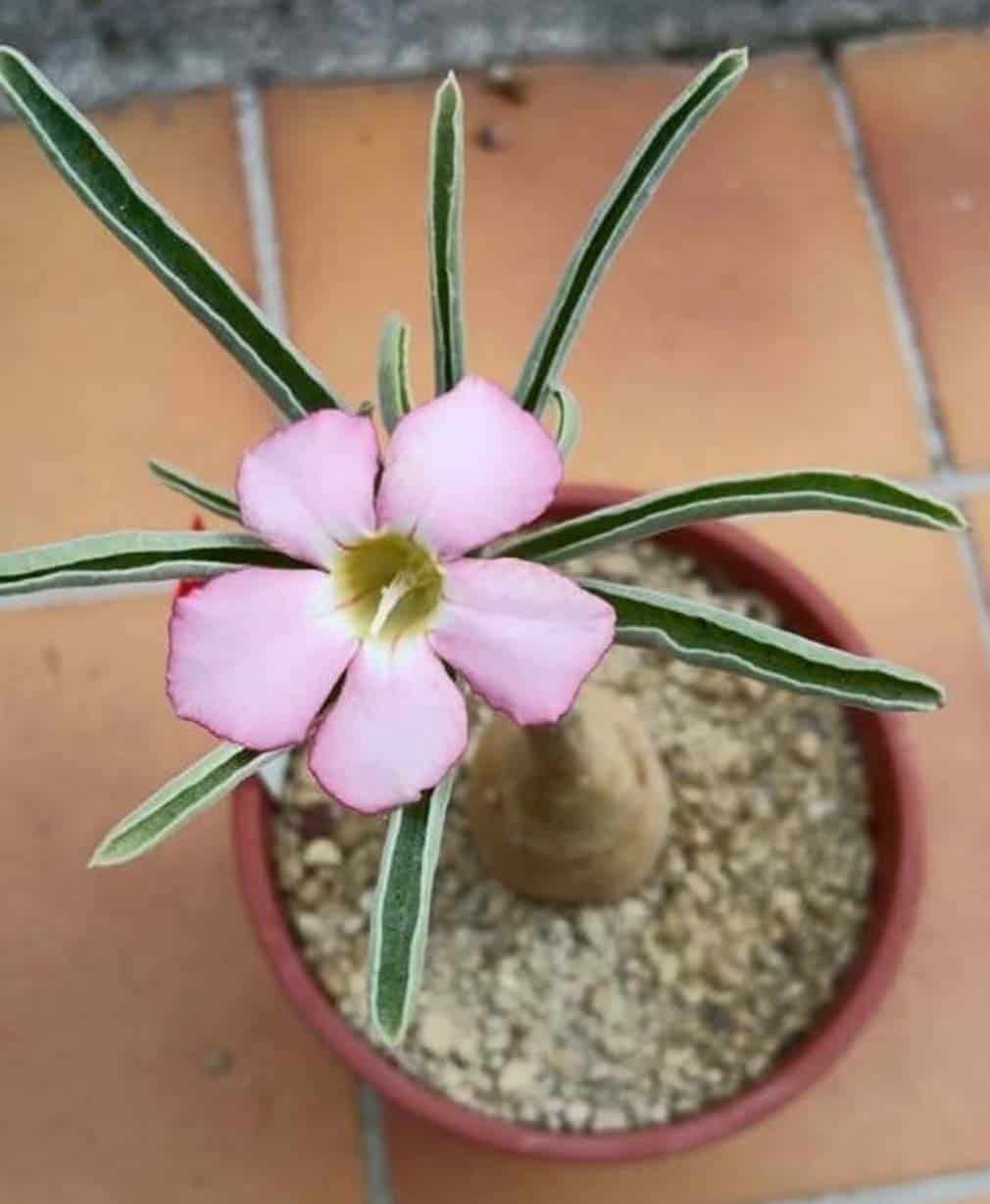 8-Adenium oleifolium
