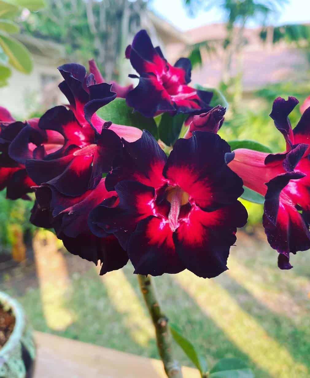 9-Adenium Burgundy Sparkles