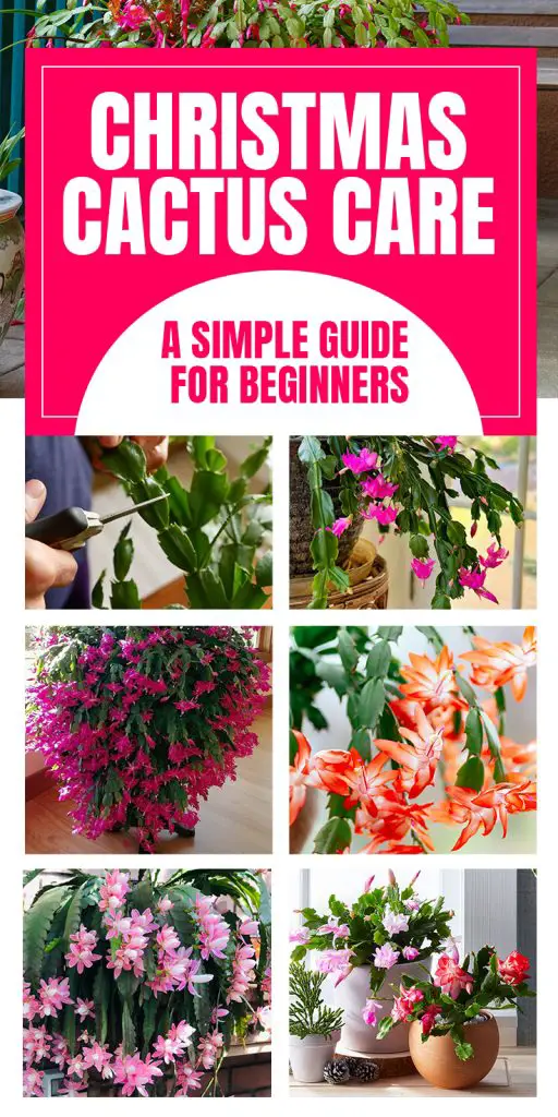 christmas cactus care christmas cactus care
